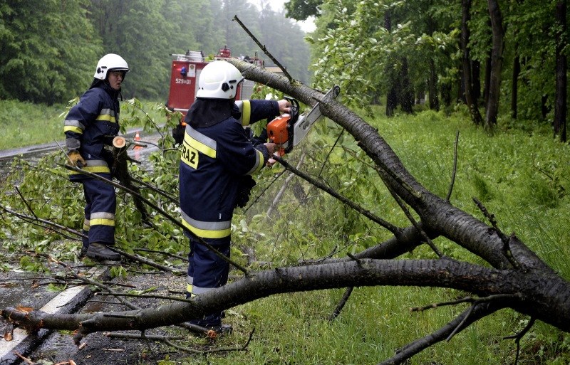 Strażacy usuwają drzewo, które wiatr powalił na drogę krajową nr 77 w Tryńczy /Darek Delmanowicz /PAP
