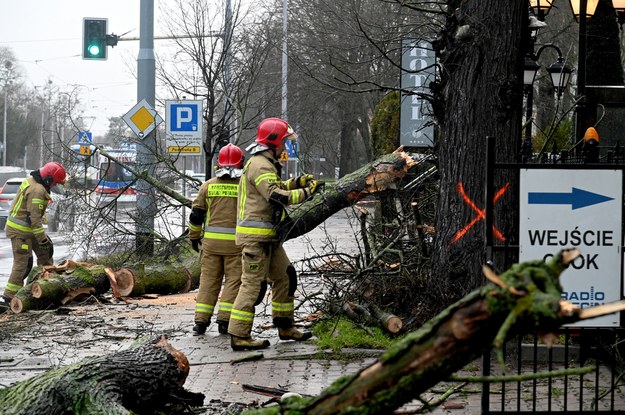 Strażacy usuwają drzewo powalone w wyniku wichury w Szczecinie / 	Marcin Bielecki    /PAP
