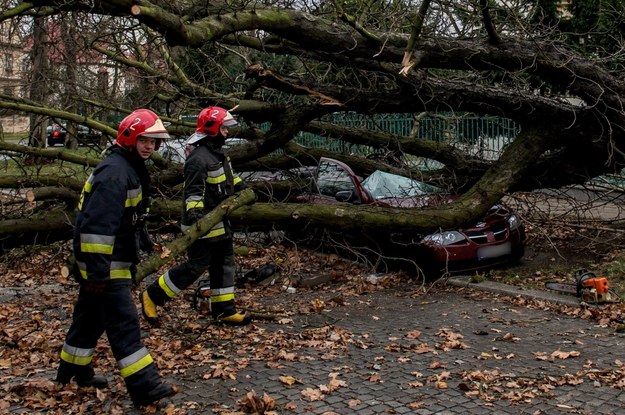 Strażacy usuwają drzewo z ulicy Parkowej we Wrocławiu /strażacyMaciej Kulczyński    /PAP