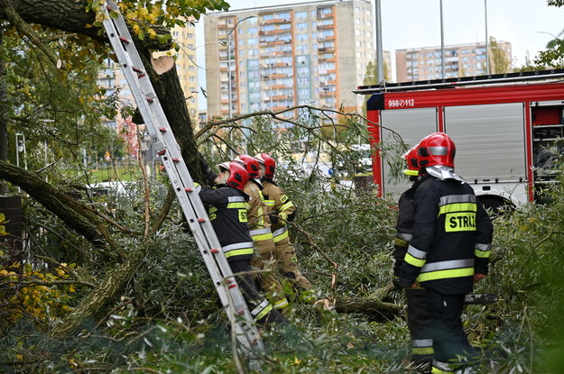 Strażacy usuwają powalone drzewo na ul Modrej w Szczecinie / 	Marcin Bielecki    /PAP