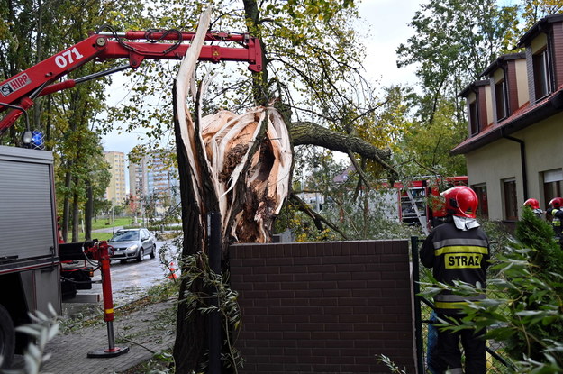 Strażacy usuwają powalone drzewo na ul Modrej w Szczecinie, / 	Marcin Bielecki    /PAP