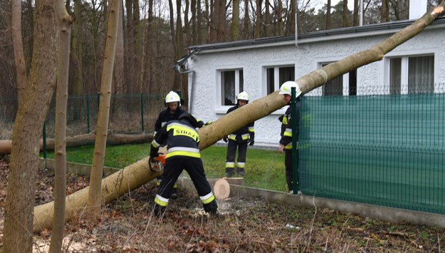 Strażacy usuwają powalone drzewo po wichurze w miejscowości Wieniotowo / 	Marcin Bielecki    /PAP