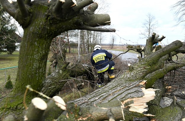 Strażacy usuwają powalone drzewo we wsi Hureczko, po wichurach na Podkarpaciu /Darek Delmanowicz /PAP