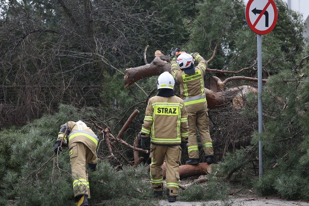 Strażacy usuwają powalone przez wichurę drzewa w warszawskiej Falenicy. / 	Leszek Szymański    /PAP