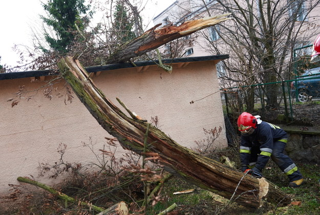 Strażacy usuwają złamane drzewo w Gdańsku Oliwie /PAP/Adam Warżawa    /PAP