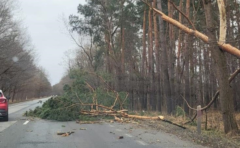 Strażacy w niedzielę wyjeżdżali do wielu powalonych drzew na drogach. /INTERIA.PL