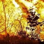 Strażacy: większość pożarów lasów wynikiem podpalenia