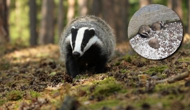 Strażnicy miejscy nieźle się zdziwili. W basenie utknęły dwa borsuki