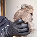 Strażnicy miejscy się zdziwili. Znalazł w polu dużego drapieżnika