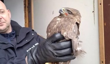 Strażnicy miejscy się zdziwili. Znalazł w polu dużego drapieżnika