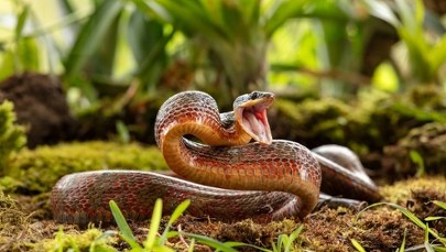 Strażnicy wezwani do egzotycznego węża byli zdumieni. Co straszy w Tychach?