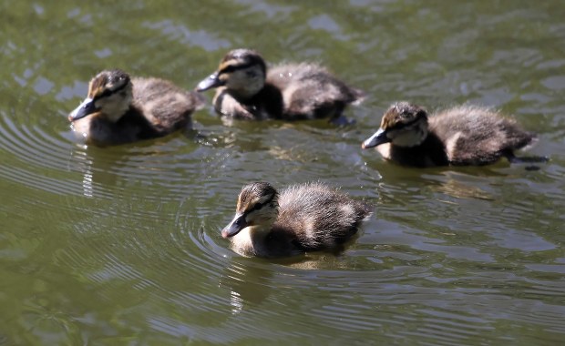 Strażnicy z Ekopatrolu i strażacy pomogli pięciu młodym kaczkom