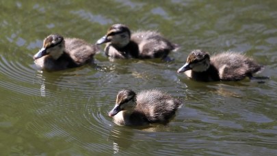 Strażnicy z Ekopatrolu i strażacy pomogli pięciu młodym kaczkom