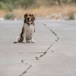 znęcanie się nad zwierzętami Strażnik graniczny przejechał psa. Nie przyznał się do winy. Jest wyrok