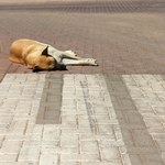 Strażnik graniczny umyślnie przejechał psa. Nie przyznaje się do winy