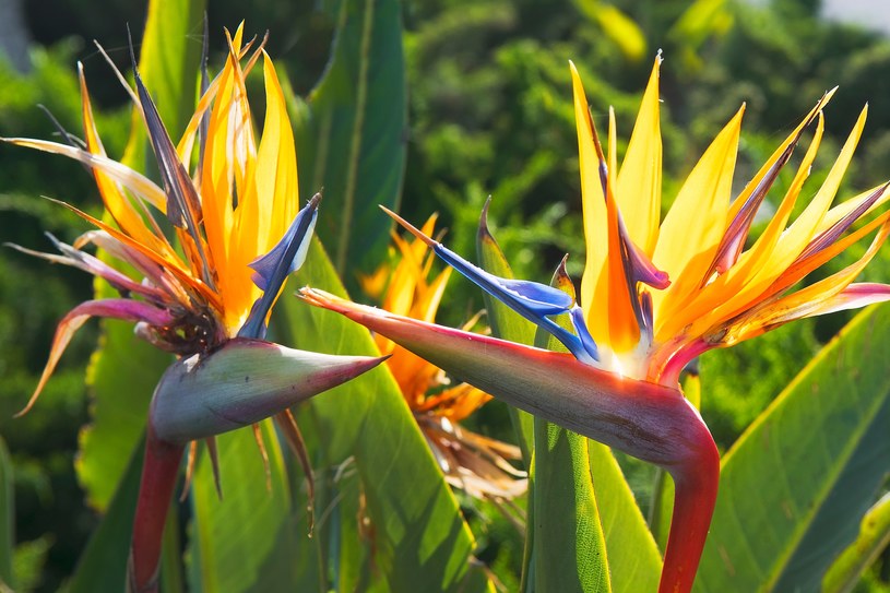 Strelicja królewska to efektowna roślina, której kwiaty przypominają egzotyczne ptaki. Jak o nią dbać, by zakwitła? /Pixel