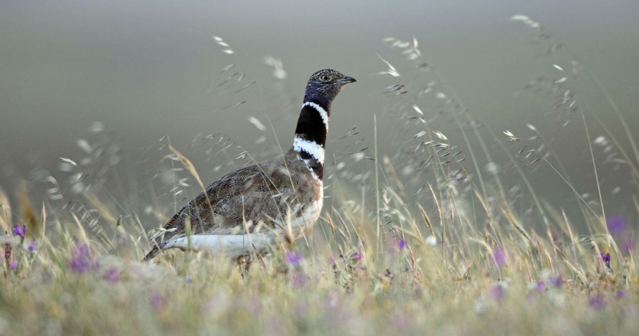 Strepet powrócił do Kirgistanu, choć był uznany za wymarły /Duncan Usher / ardea.com  /East News