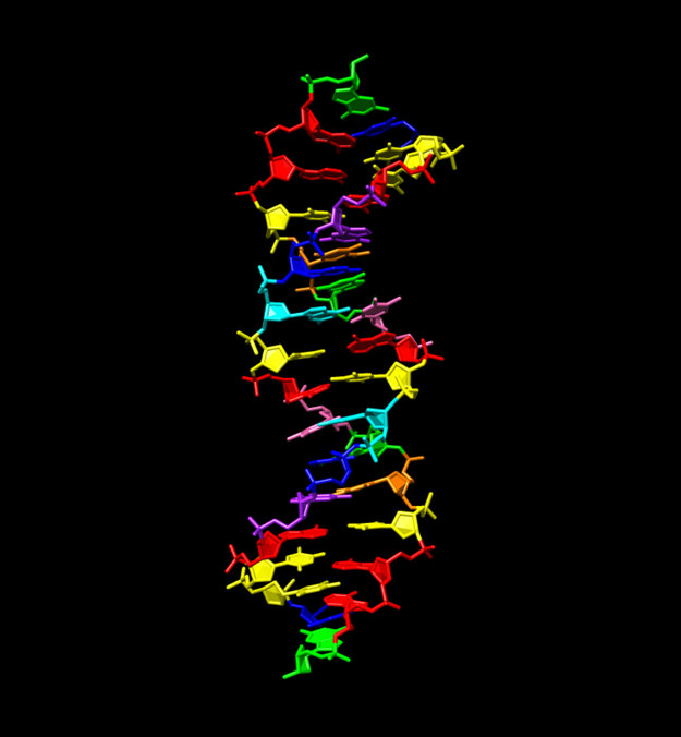 Struktura hachimoji DNA, zawierająca osiem liter /Indiana University School of Medicine /Materiały prasowe