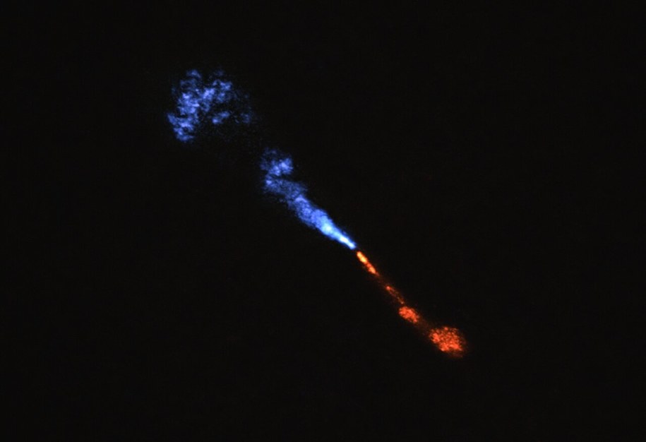 Strumienie SiO emitowane od gwiazdy HOPS-315. Na obrazie z ALMA niebieski strumień biegnie w naszą stronę, czerwony w przeciwną /ALMA(ESO/NAOJ/NRAO)/M. McClure et al. /Materiały prasowe