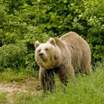ochrona przyrody Strzał, który ma odstraszyć niedźwiedzia. Gumowe kule już w użyciu