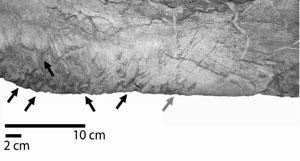 Strzałki pokazują ślady zębów tarbozaura &nbsp; /Fot. Acta Palaeontologica Polonica