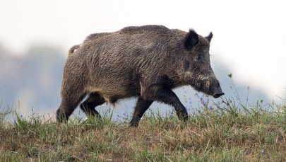 ​Strzelał do dzików, niedaleko byli ludzie. Sprawa trafi do prokuratury