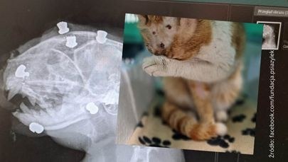 Strzelali do kota jak do tarczy. Rośnie nagroda za wskazanie sadystów