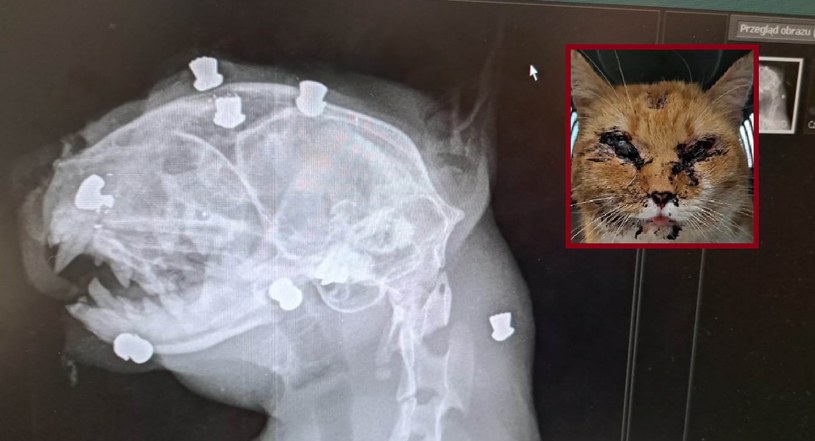 Strzelali do kota z broni śrutowej. Zwierzę, w ciężkim stanie, trafiło do kliniki weterynaryjnej /facebook/Fundacja Psi Azylek - Ratujmy Zwierzęta /