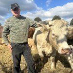 Strzelnica w sąsiedztwie pastwisk. "Panika, stres, uciekanie. Krów nie da się zatrzymać"