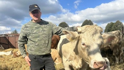 Strzelnica w sąsiedztwie pastwisk. "Panika, stres, uciekanie. Krów nie da się zatrzymać"