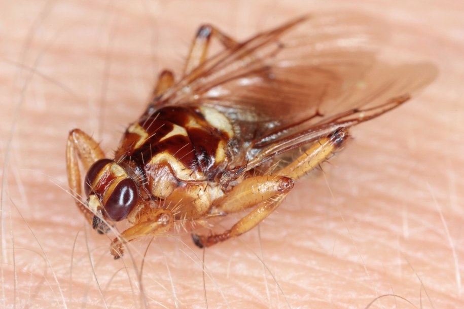 Strzyżak sarni – niewidzialny wróg leśnych spacerów /Shutterstock