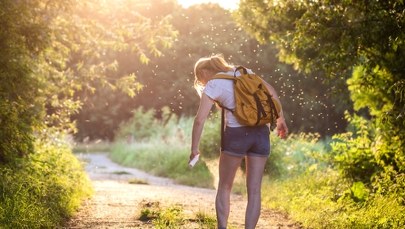 Strzyżaki - są podobne do kleszczy. Czy są niebezpieczne? 