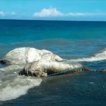 Stwór morski wyrzucony na brzeg Filipin