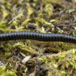 krocionogi Stworzenia o setkach nóg wchodzą teraz do domów. Lepiej ich nie dotykać