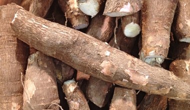Stworzono genetycznie modyfikowany maniok