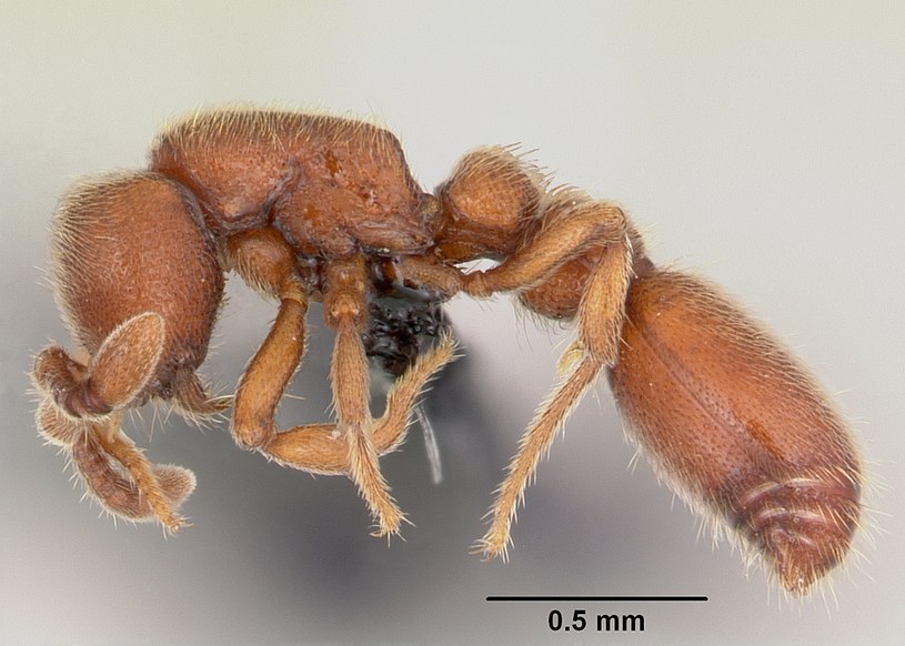 Stworzono genetycznie zmodyfikowane mrówki Ooceraea biroi /materiały prasowe