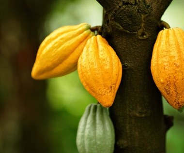 Stworzono kakaowce modyfikowane genetycznie