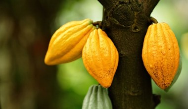 Stworzono kakaowce modyfikowane genetycznie
