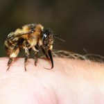 Stworzono robota-pszczołę. Czy już teraz potrzebujemy sztucznego zapylania?