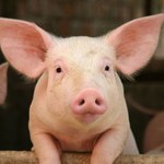 Stworzono świnie, które nie odrzucają przeszczepów od ludzi