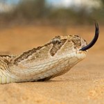Stworzyli listę ryzyka, ma aż 32 gatunki inwazyjne. Dominują węże
