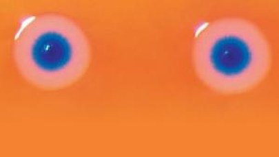 Stworzyli syntetyczną bakterię