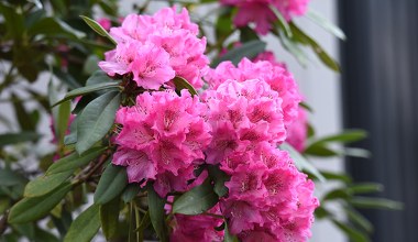 ​Styczeń to najlepszy czas na rozpieszczanie rododendrona. Wiosną wybuchnie kwiatami