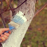 Styczniowe bielenie drzew. Czemu służy i jak je wykonać?