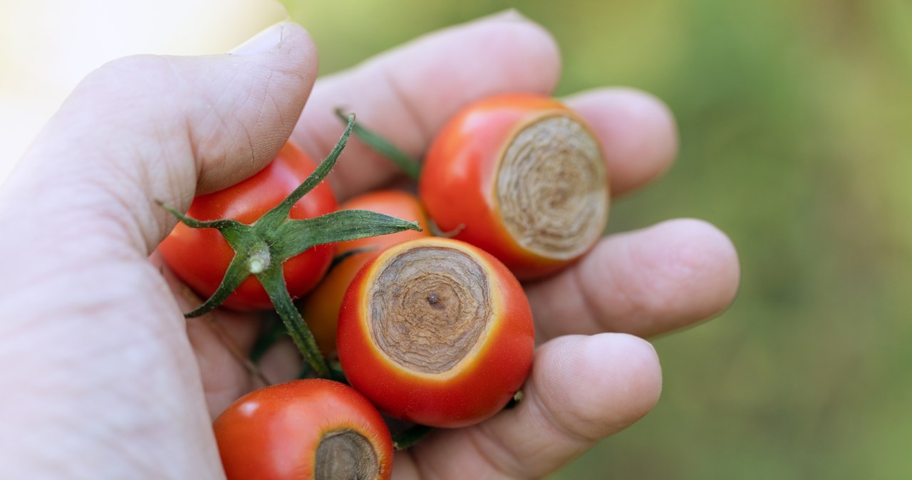 Sucha zgnilizna wierzchołkowa owoców pomidorów atakuje uprawy zwłaszcza w okresie letnich upałów /123RF/PICSEL