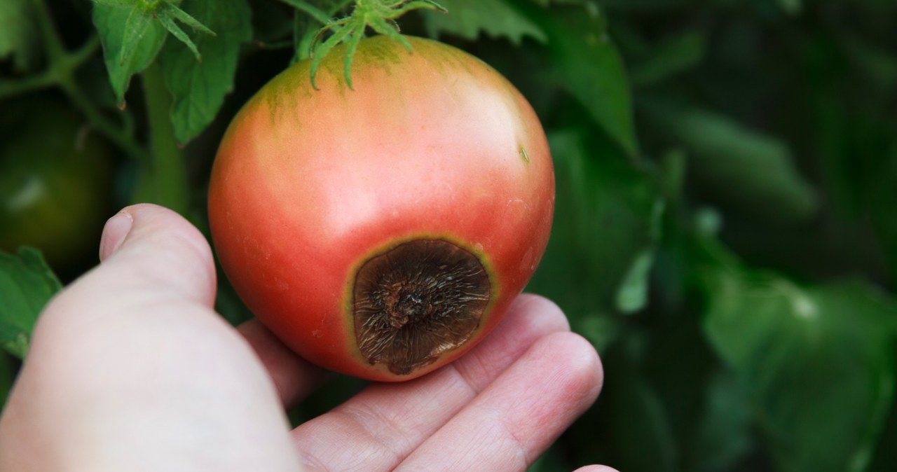 Sucha zgnilizna wierzchołkowa pomidorów jest chorobą o podłożu fizjologicznym. Nie jest więc zaraźliwa dla innych owoców w ogrodzie