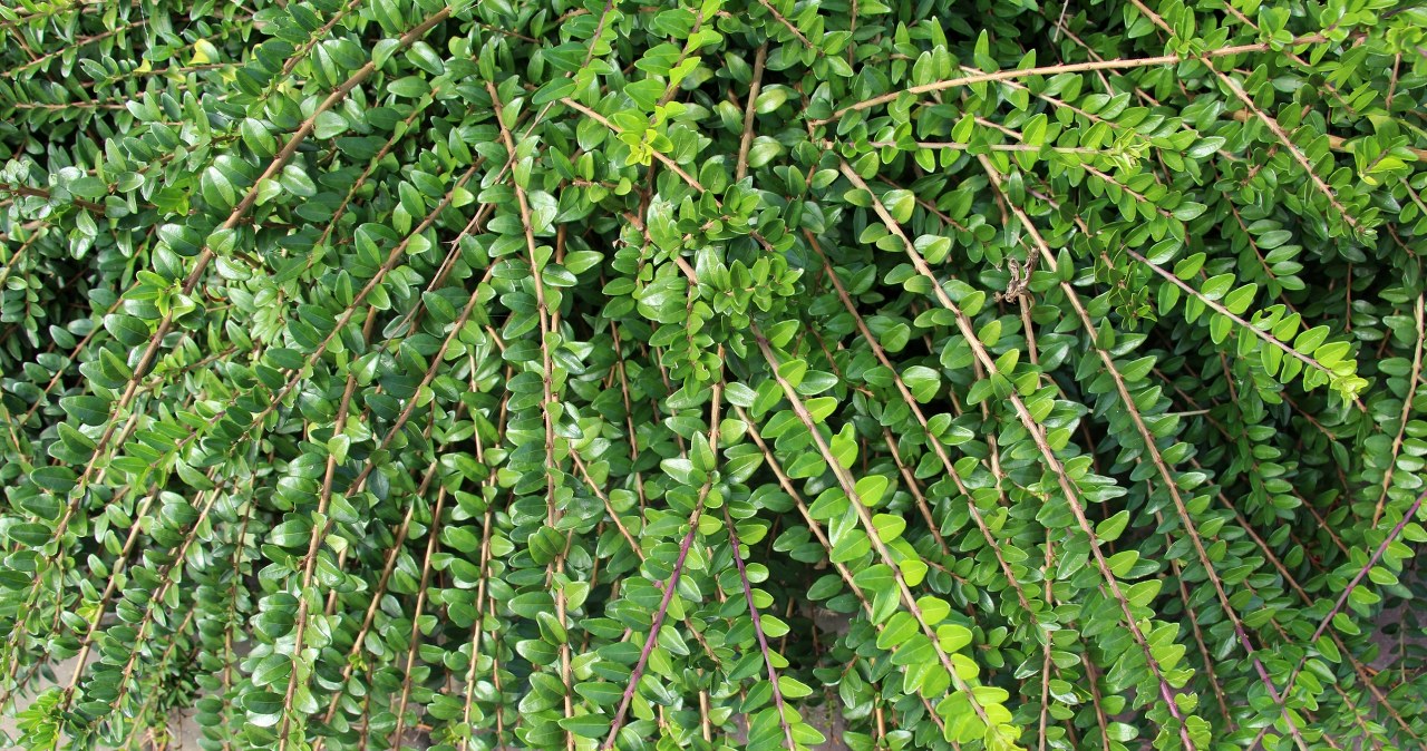 Suchodrzew chiński jest świetnym zamiennikiem bukszpanu. /123RF/Picsel, 123RF/Picsel /Pixel