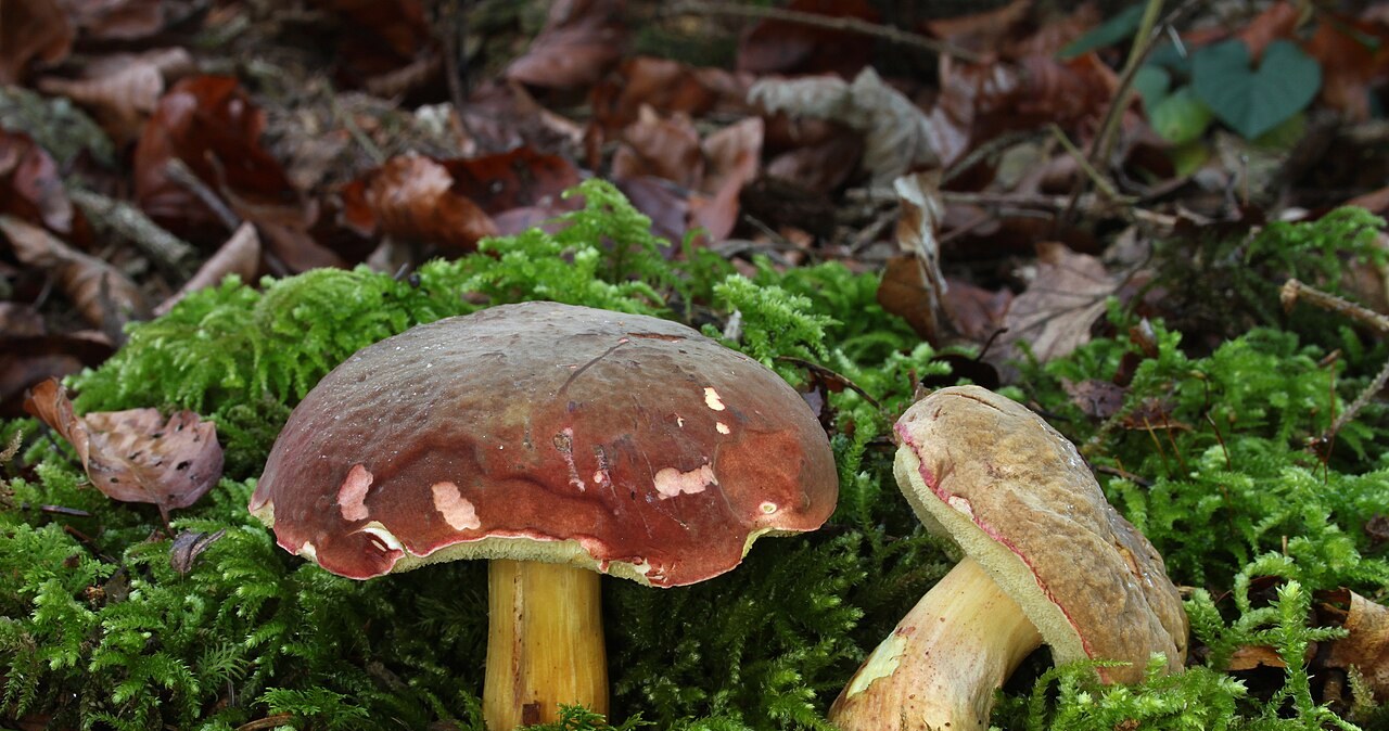 Suchogrzybek oprószony występuje w lasach liściastych, iglastych i mieszanych. /Holger Krisp /CC-BY 3.0