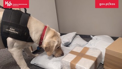 Suczka Beti wywęszyła nielegalny tytoń w... przesyłkach kurierskich