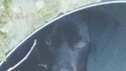 ​Suczka porzucona na przełęczy Jugowskiej uratowana przez policjantów